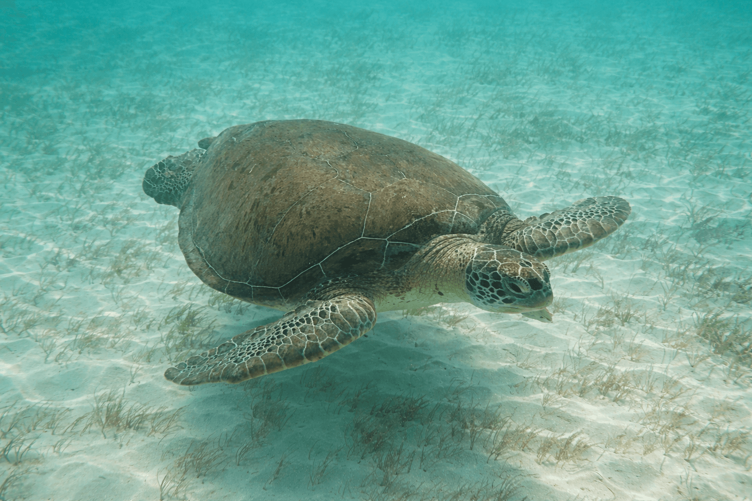 Turtle Snorkeling & Cenote Tour